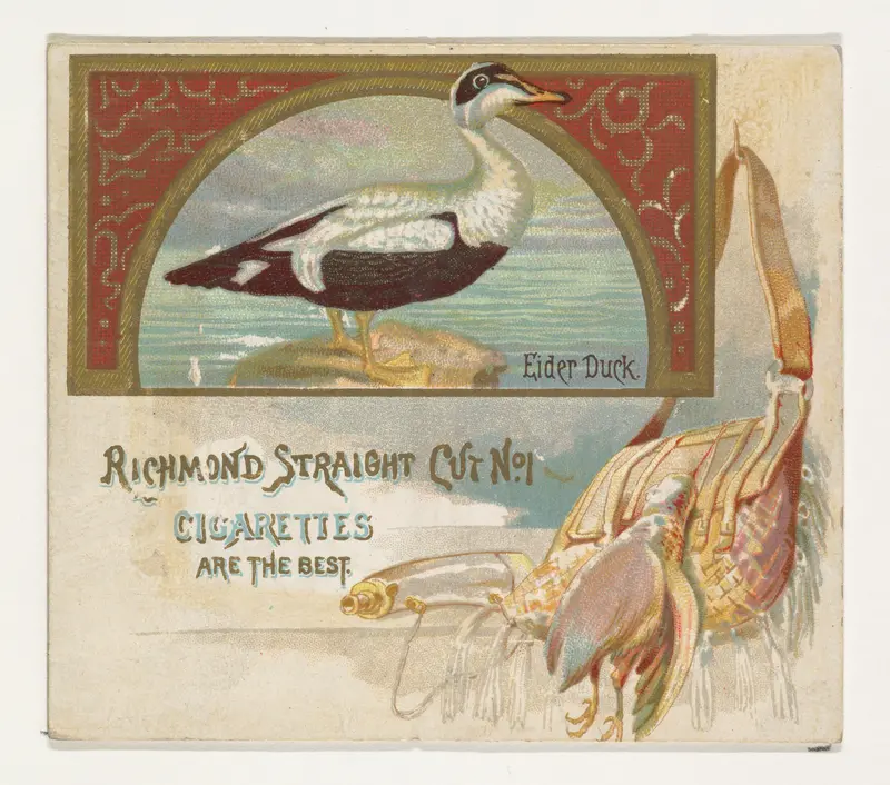 Eider Duck, from the Game Birds series (N40) for Allen & Ginter Cigarettes Wall Art by Allen & Ginter - High-Resolution Digital Print