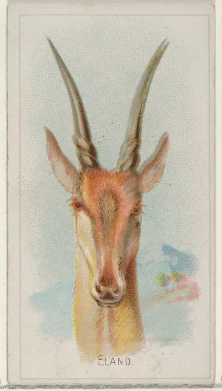 Eland, from the Wild Animals of the World series (N25) for Allen & Ginter Cigarettes Wall Art by Allen & Ginter - High-Resolution Digital Print