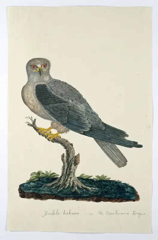 Elanus caeruleus (Grijze wouw) Wall Art by Unknown - High-Resolution Digital Print