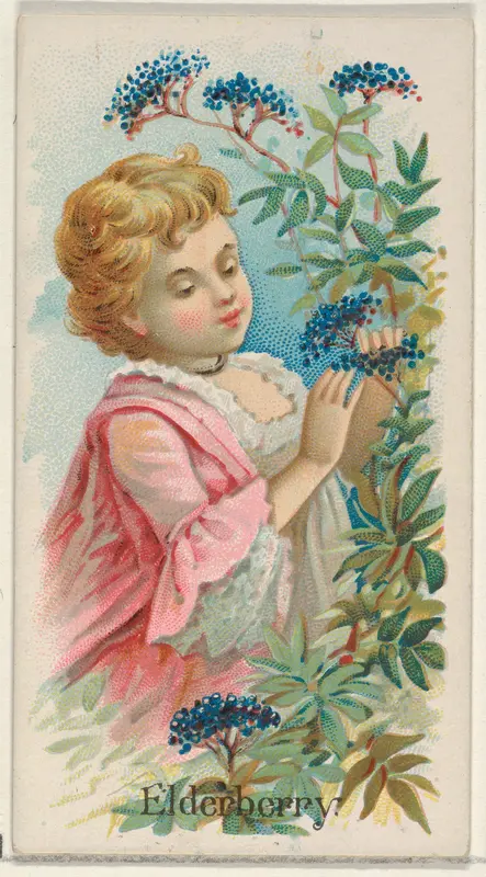 Elderberry, from the Fruits series (N12) for Allen & Ginter Cigarettes Brands Wall Art by Allen & Ginter - High-Resolution Digital Print