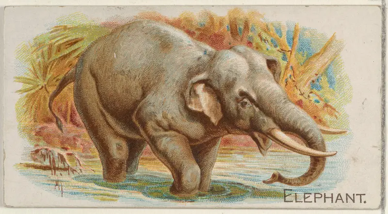 Elephant, from the Quadrupeds series (N21) for Allen & Ginter Cigarettes Wall Art by Allen & Ginter - High-Resolution Digital Print