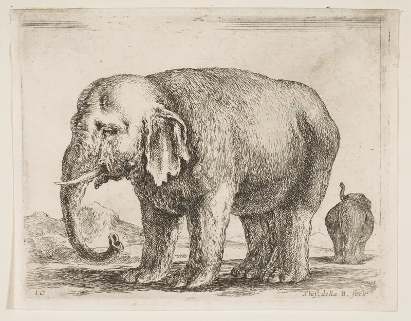 Elephant, plate 10 from "Various Animals" (Diversi Animali) Wall Art by Stefano della Bella - High-Resolution Digital Print