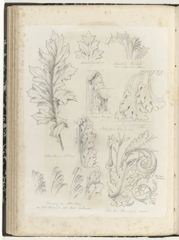 Elf motieven van acanthusbladeren Wall Art by anonymous - High-Resolution Digital Print