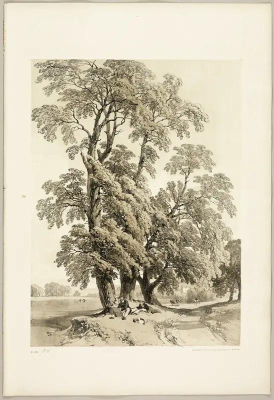 Elm, from The Park and the Forest Wall Art by James Duffield Harding - High-Resolution Digital Print