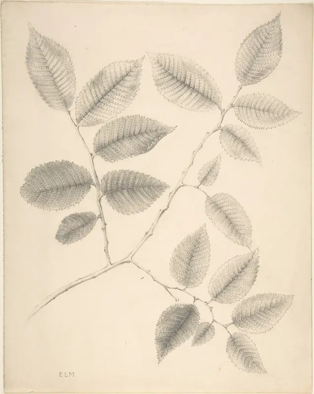 Elm Leaves Wall Art by Anonymous, British, 19th century - High-Resolution Digital Print