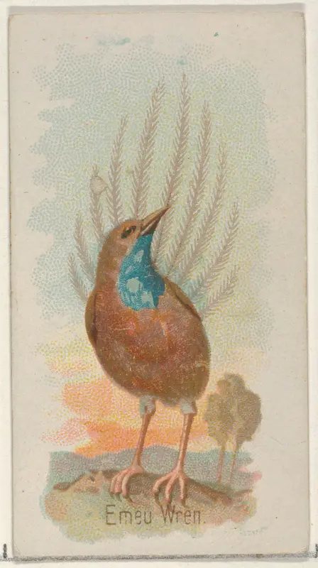 Emeu Wren, from the Song Birds of the World series (N23) for Allen & Ginter Cigarettes Wall Art by Allen & Ginter - High-Resolution Digital Print