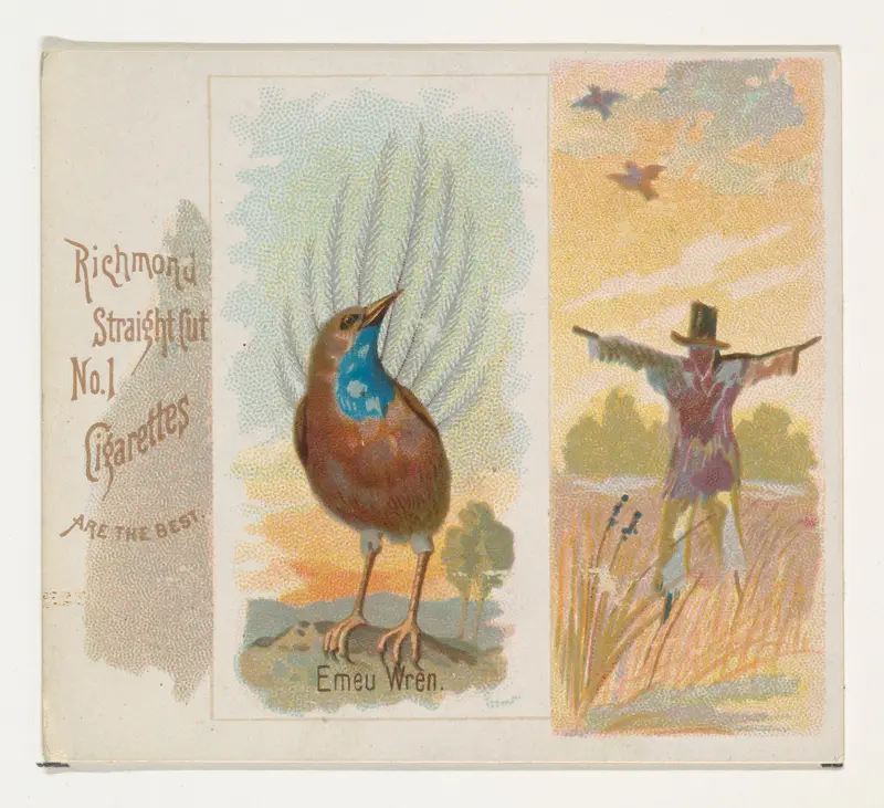Emeu Wren, from the Song Birds of the World series (N42) for Allen & Ginter Cigarettes Wall Art by Allen & Ginter - High-Resolution Digital Print