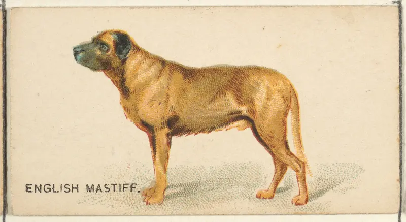 English Mastiff, from the Dogs of the World series for Old Judge Cigarettes Wall Art by Goodwin & Company - High-Resolution Digital Print