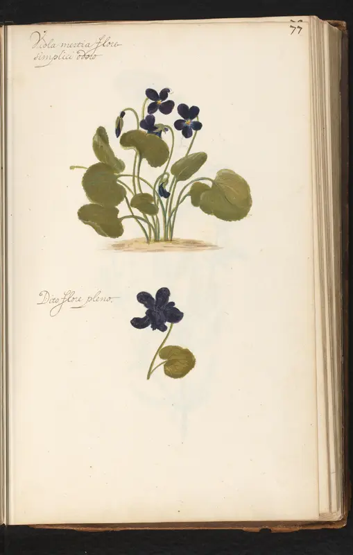 Enkel en dubbelbloemig maarts viooltje (Viola odorata) Wall Art by anonymous - High-Resolution Digital Print