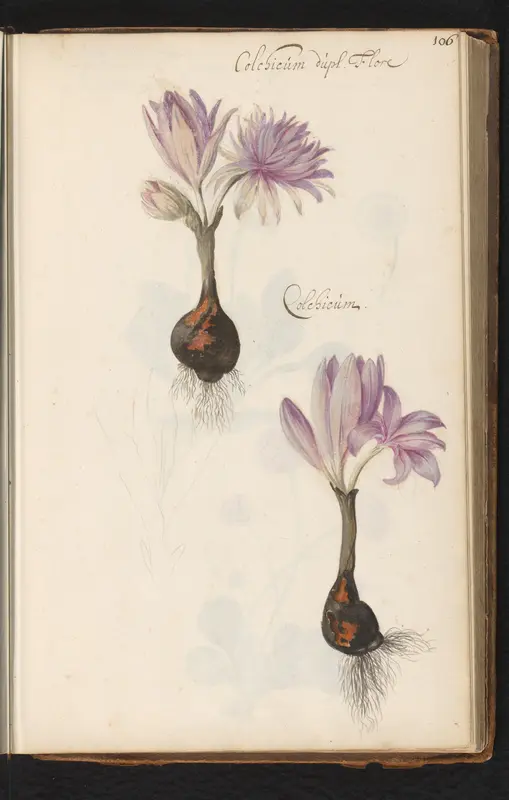 Enkel en dubbelbloemige colchicum met bol Wall Art by anonymous - High-Resolution Digital Print