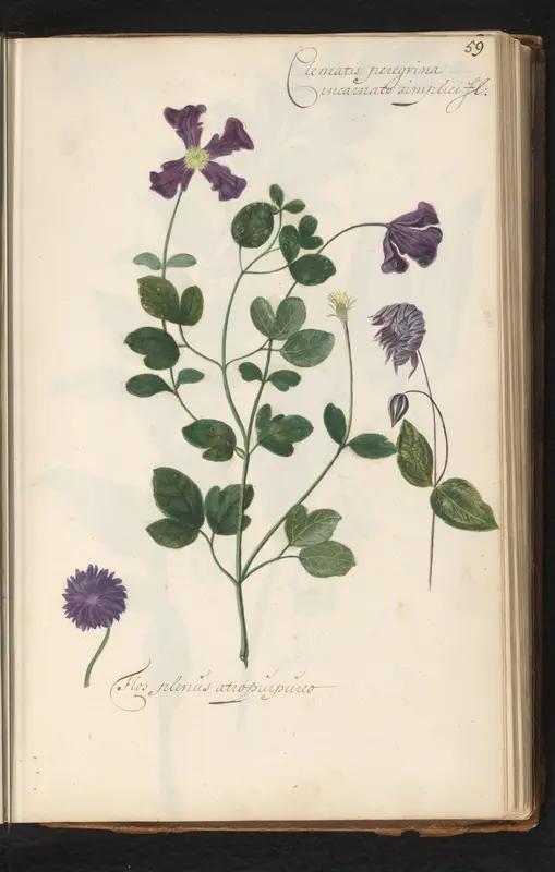 Enkelvoudige en dubbelbloemige clematis viticella Wall Art by anonymous - High-Resolution Digital Print