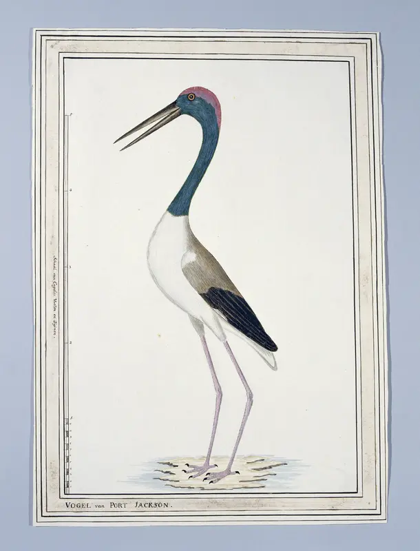 Ephippiorhynchus asiaticus ? (Black-necked stork) Wall Art by Unknown - High-Resolution Digital Print