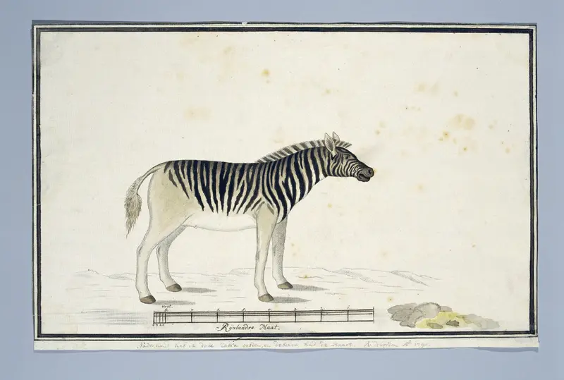 Equus quagga burchelli (Zebra) Wall Art by Robert Jacob Gordon - High-Resolution Digital Print