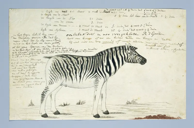 Equus quagga burchellii (Steppezebra) Wall Art by Robert Jacob Gordon - High-Resolution Digital Print