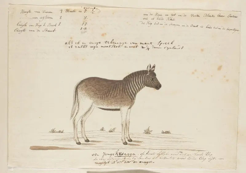 Equus quagga quagga (Quagga) Wall Art by Robert Jacob Gordon - High-Resolution Digital Print