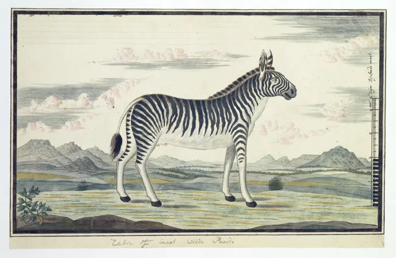 Equus zebra (Bergzebra) Wall Art by Robert Jacob Gordon - High-Resolution Digital Print