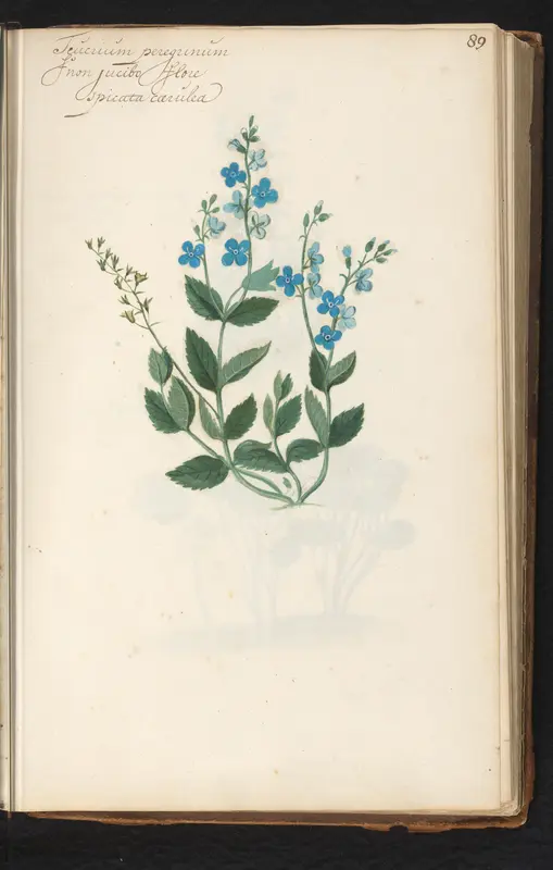 Ereprijs (Veronica chamaedrys) Wall Art by anonymous - High-Resolution Digital Print