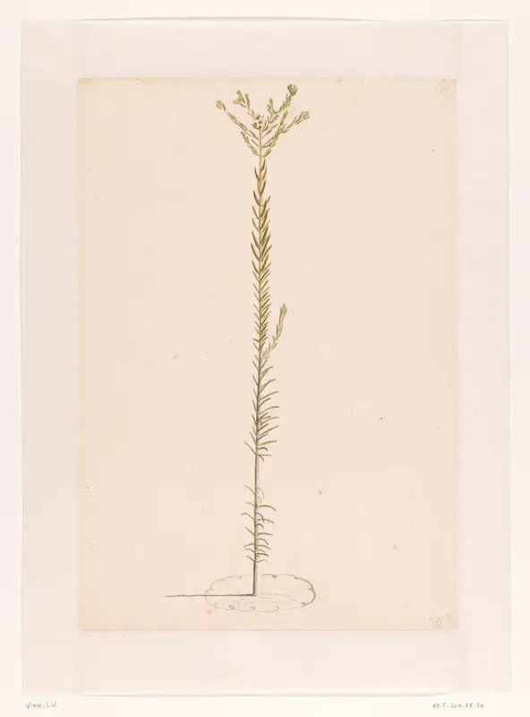 Ericoide plant Wall Art by Laurens Vincentsz. van der Vinne - High-Resolution Digital Print