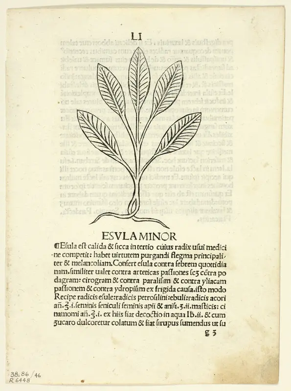 Esula Minor from Herbarium, Plate 46 from Woodcuts from Books of the 15th Century Wall Art by Unknown Italian - High-Resolution Digital Print