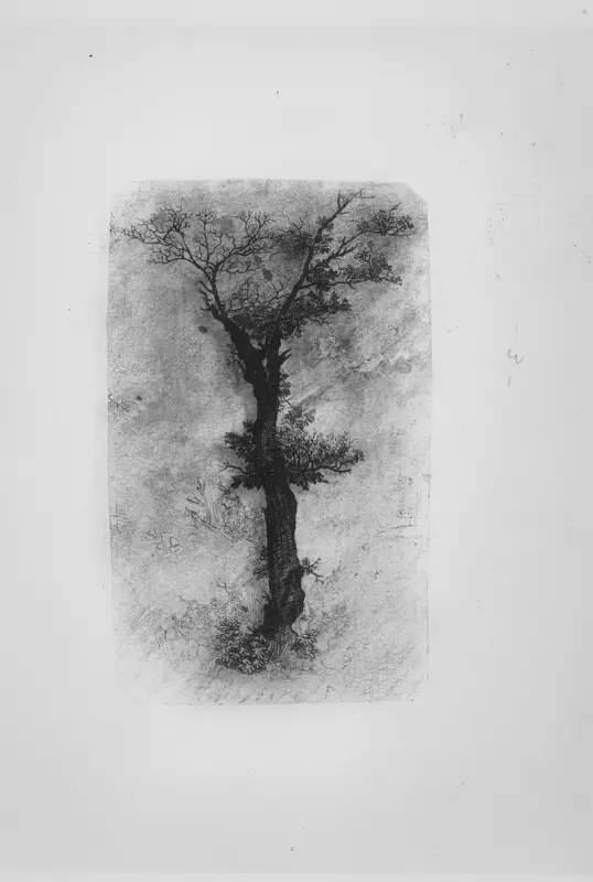 Étude d'un Arbre (Study of a Tree) Wall Art by Rodolphe Bresdin - High-Resolution Digital Print