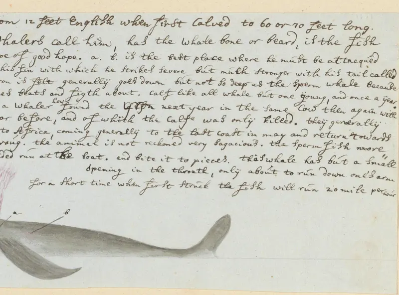 Eubalaena australis (Southern right whale) Wall Art by Unknown - High-Resolution Digital Print