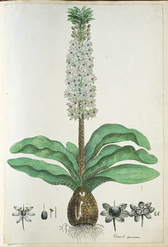 Eucomis humilis Bak. (Pineapple flower or Kuifplant) Wall Art by Robert Jacob Gordon - High-Resolution Digital Print