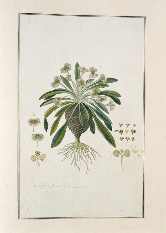 Euphorbia bupleurifolia Jacq. Wall Art by Robert Jacob Gordon - High-Resolution Digital Print