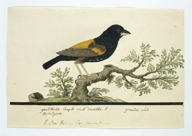 Euplectes capensis (Fluweelwidavink) Wall Art by Robert Jacob Gordon - High-Resolution Digital Print