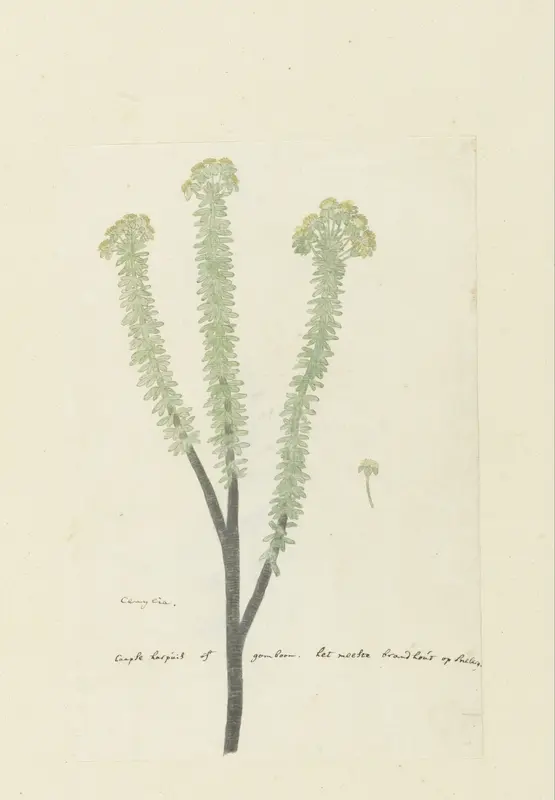Euryops lateriflorus (L.f.) DC. Wall Art by Robert Jacob Gordon - High-Resolution Digital Print