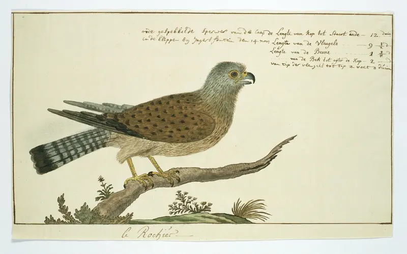 Falco tinnunculus (Torenvalk) Wall Art by Robert Jacob Gordon - High-Resolution Digital Print