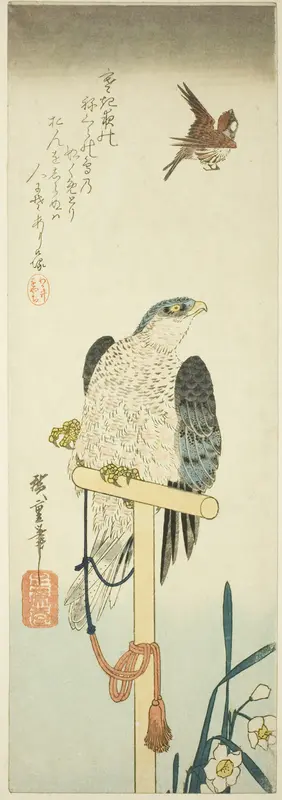Falcon, sparrow, and narcissus