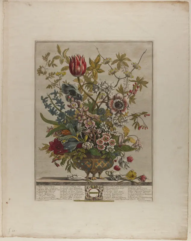 February, from Twelve Months of Flowers