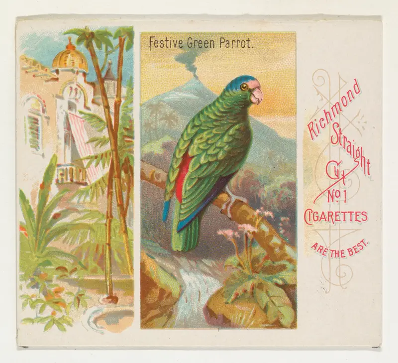 Festive Green Parrot, from Birds of the Tropics series (N38) for Allen & Ginter Cigarettes Wall Art by Allen & Ginter - High-Resolution Digital Print