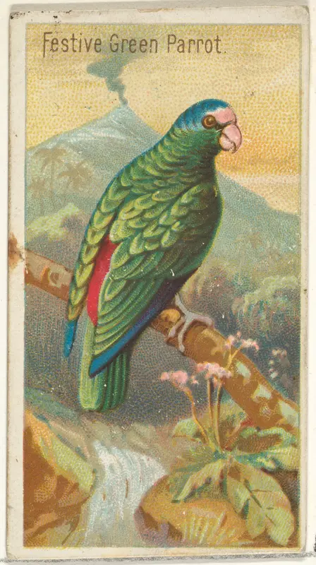 Festive Green Parrot, from the Birds of the Tropics series (N5) for Allen & Ginter Cigarettes Brands Wall Art by Allen & Ginter - High-Resolution Digital Print