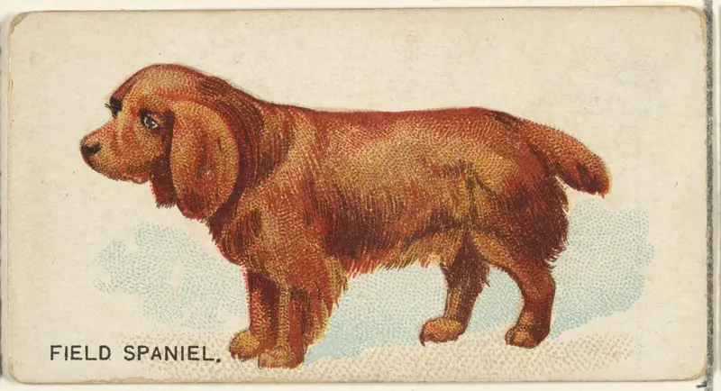 Field Spaniel, from the Dogs of the World series for Old Judge Cigarettes Wall Art by Goodwin & Company - High-Resolution Digital Print
