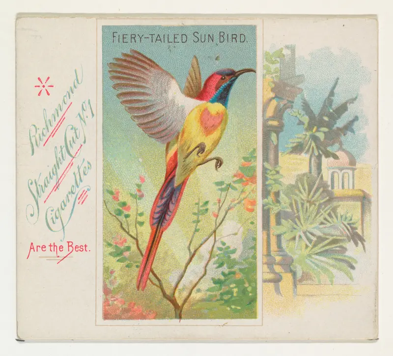 Fiery-Tailed Sun Bird, from Birds of the Tropics series (N38) for Allen & Ginter Cigarettes Wall Art by Allen & Ginter - High-Resolution Digital Print