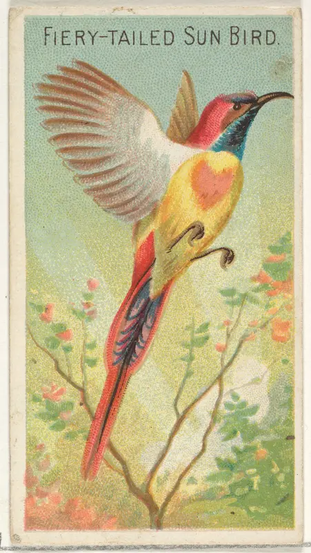 Fiery-Tailed Sun Bird, from the Birds of the Tropics series (N5) for Allen & Ginter Cigarettes Brands Wall Art by Allen & Ginter - High-Resolution Digital Print