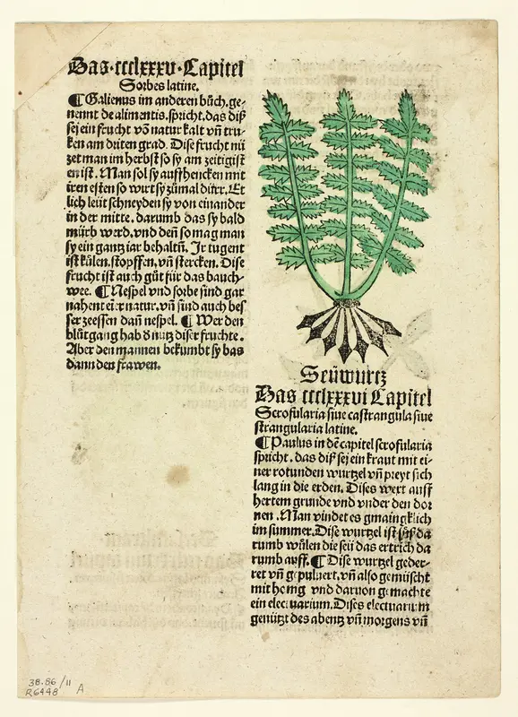 Figwort (recto), and Bloodroot (verso), from Gart der Gesundheit (Garden of Health), Plate 11 from Woodcuts from Books of the 15th Century Wall Art by Unknown artist - High-Resolution Digital Print