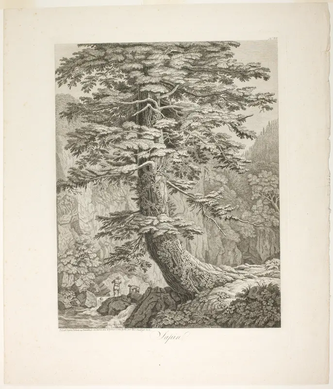 Fir Tree Wall Art by Jacob Philipp Hackert - High-Resolution Digital Print