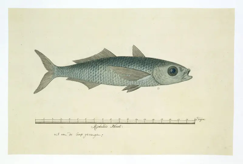 Fish of the order Mugilidae (mullet) Wall Art by Unknown - High-Resolution Digital Print