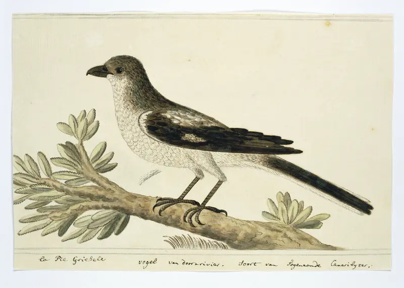 Fiskaal (lanius collaris) Wall Art by Robert Jacob Gordon - High-Resolution Digital Print
