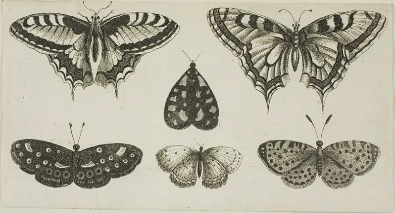 Five Butterflies and a Moth, from Diversae Insectorum...Figurae