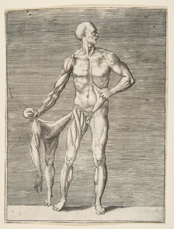 Flayed man seen from the front, holding the skin of his right arm and leg Wall Art by Giulio Bonasone - High-Resolution Digital Print