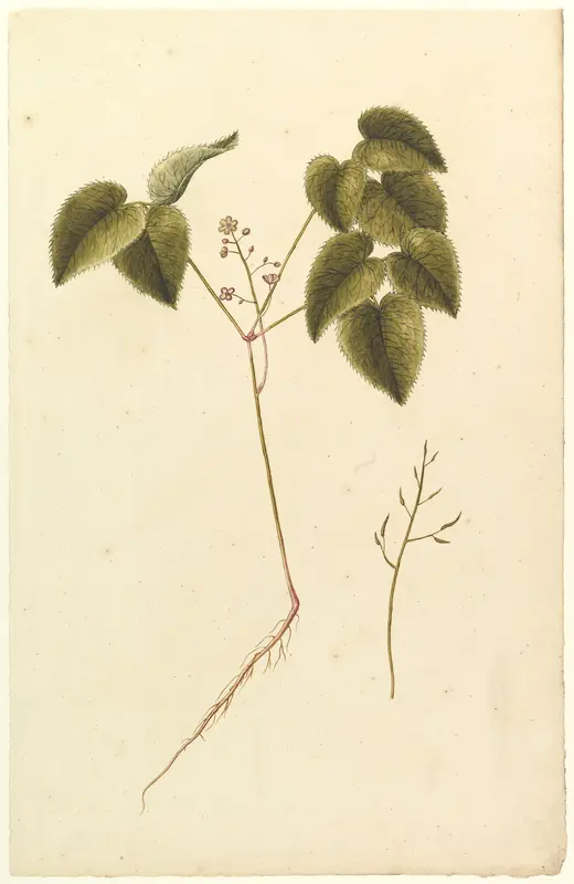 Flower Study Wall Art by Anonymous, French, 19th century - High-Resolution Digital Print