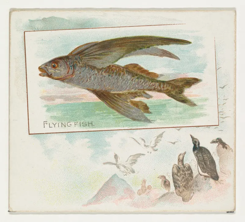 Flying Fish, from Fish from American Waters series (N39) for Allen & Ginter Cigarettes Wall Art by Allen & Ginter - High-Resolution Digital Print