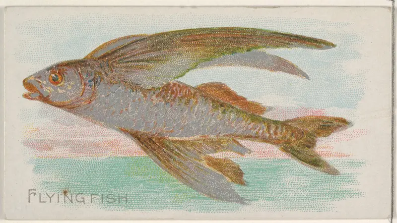 Flying Fish, from the Fish from American Waters series (N8) for Allen & Ginter Cigarettes Brands Wall Art by Allen & Ginter - High-Resolution Digital Print