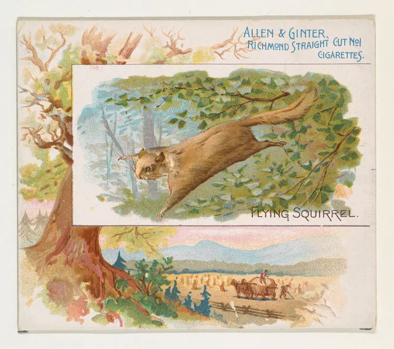 Flying Squirrel, from Quadrupeds series (N41) for Allen & Ginter Cigarettes Wall Art by Allen & Ginter - High-Resolution Digital Print