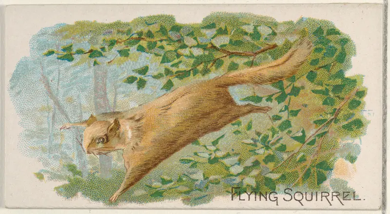 Flying Squirrel, from the Quadrupeds series (N21) for Allen & Ginter Cigarettes Wall Art by Allen & Ginter - High-Resolution Digital Print