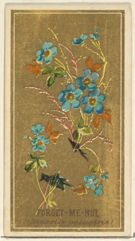 Forget-Me-Not (Myosotis palustris), from the Flowers series for Old Judge Cigarettes Wall Art by Goodwin & Company - High-Resolution Digital Print