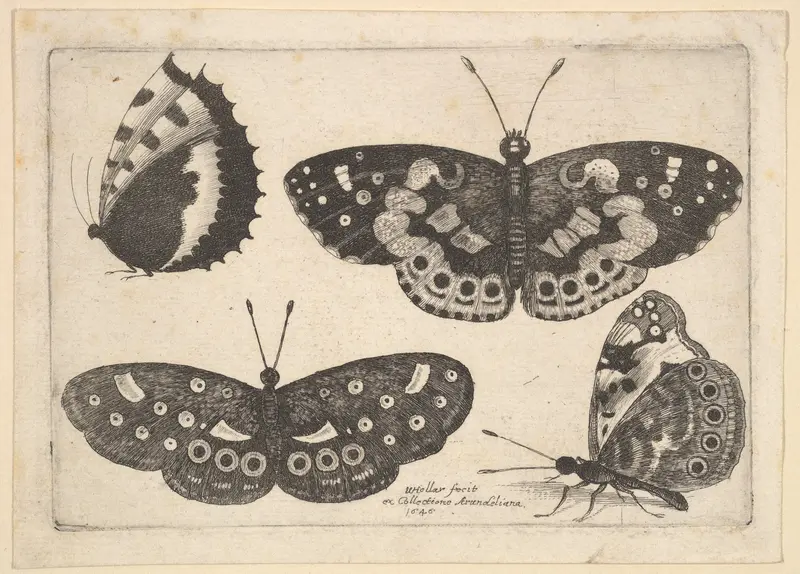 Four Butterflies